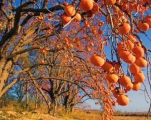 �Ӱ��˴��ز���������